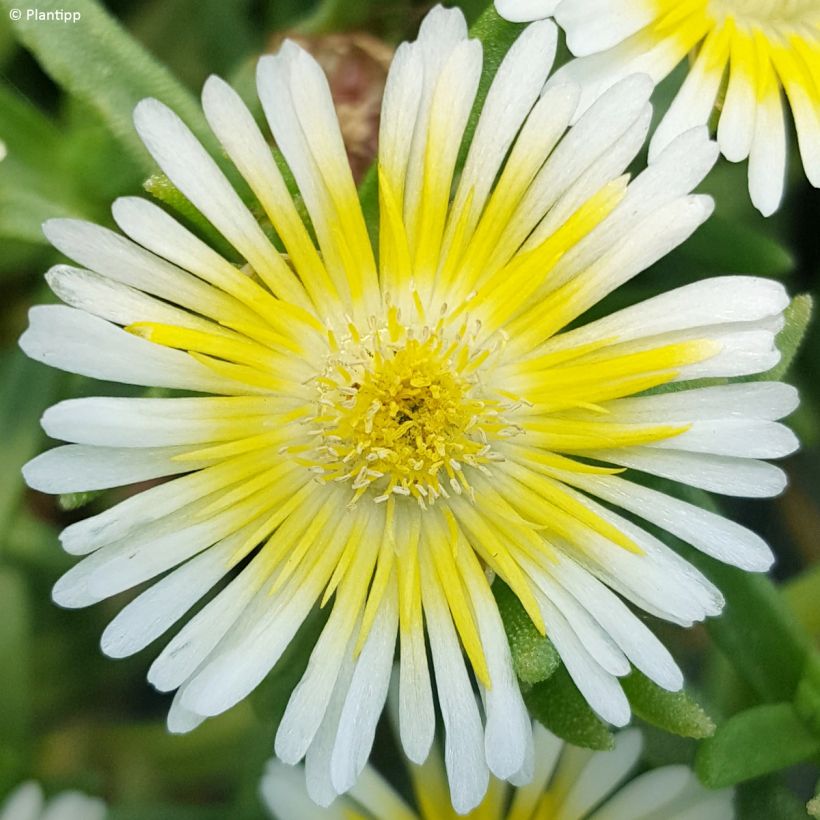 Delosperma cooperi Wheels of Wonder Limoncello (Fioritura)