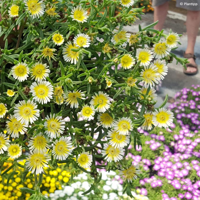 Delosperma cooperi Wheels of Wonder Limoncello (Porto)