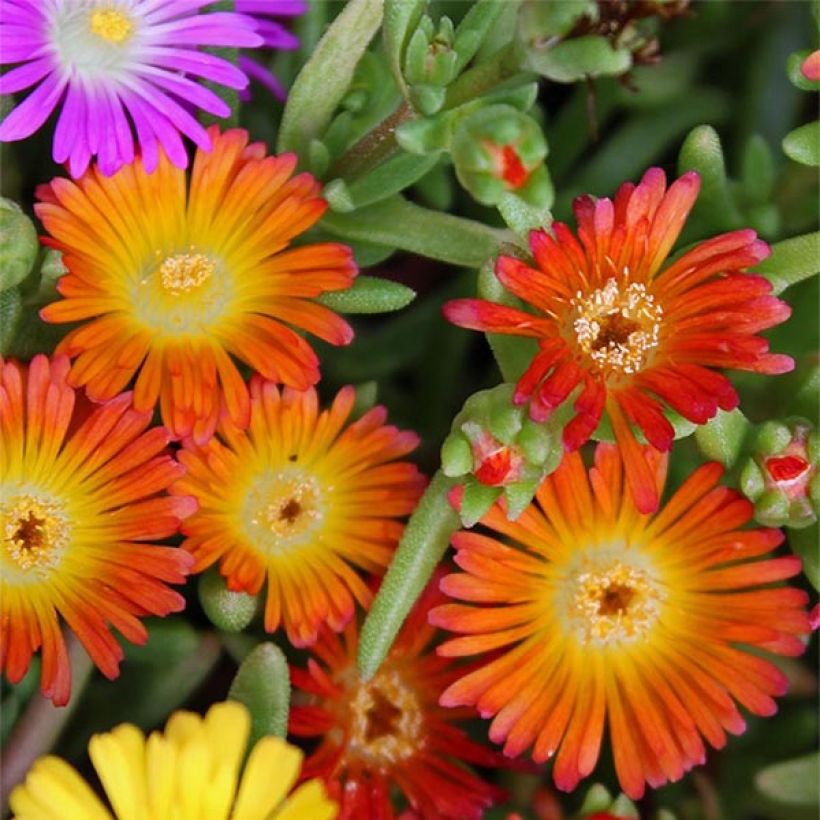 Delosperma Wheels of Wonder Orange (Fioritura)