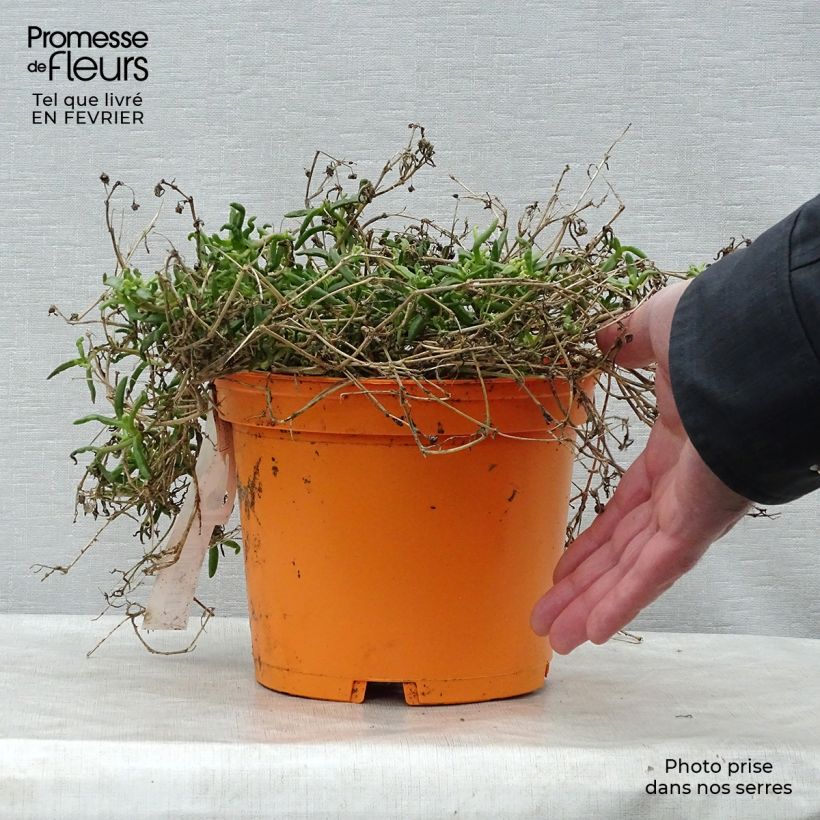 Delosperma Wheels of Wonder Orange en pot de 2L esemplare consegnato in inverno