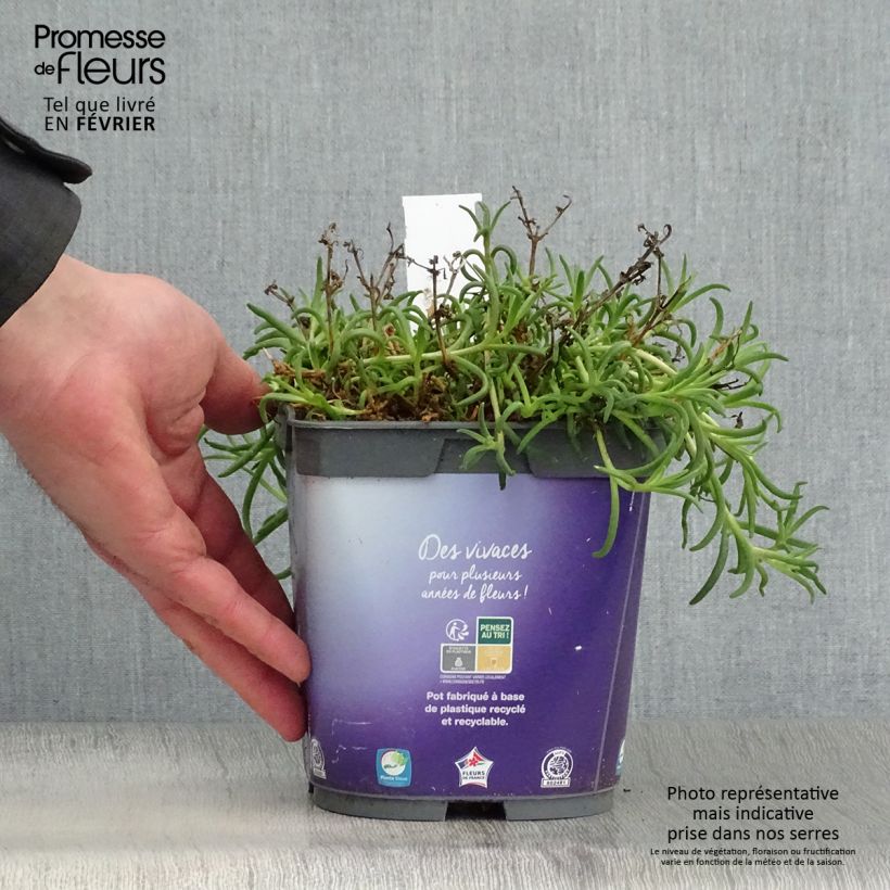 Delosperma Wheels of Wonder Violet en pot de 2L/3L esemplare consegnato in inverno