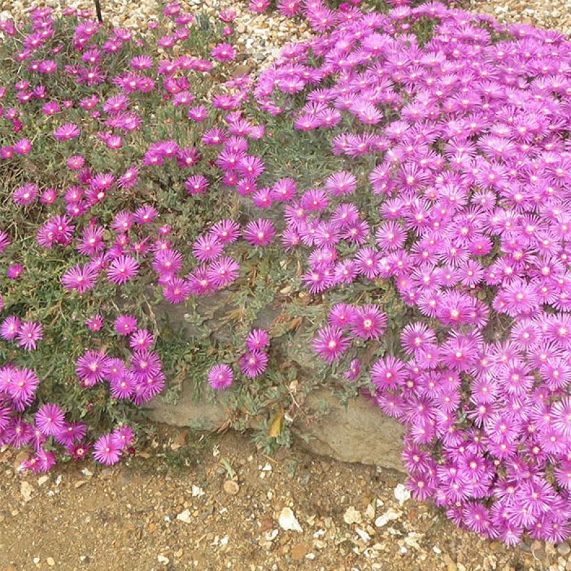 Delosperma cooperi (Fioritura)