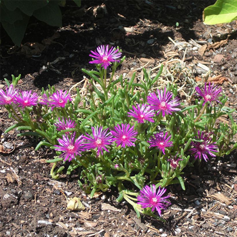 Delosperma cooperi (Porto)