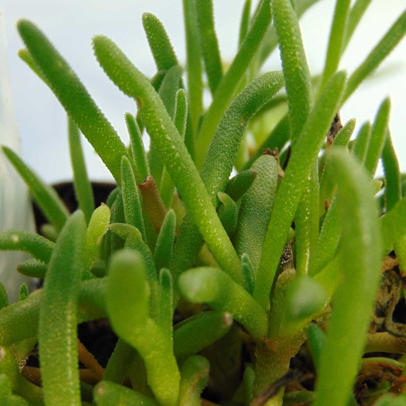 Delosperma cooperi (Fogliame)