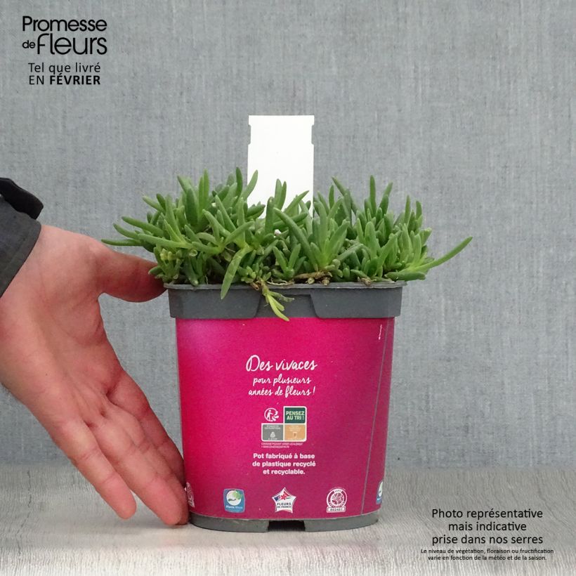 Delosperma cooperi - Pourpier de Cooper Pot de 2/3 L esemplare consegnato in inverno