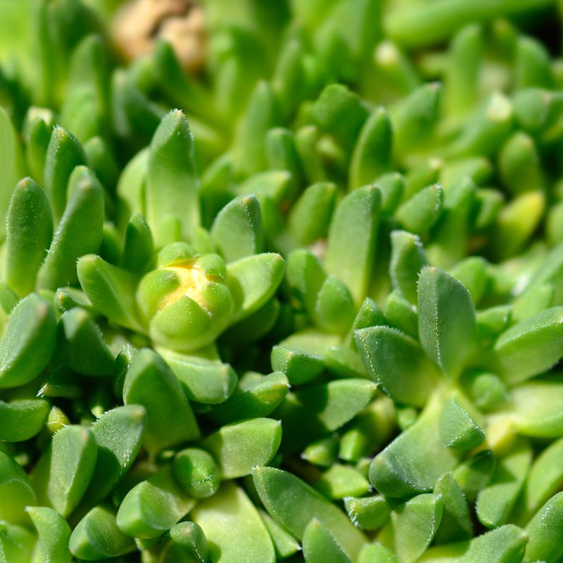 Delosperma deschampsii (Fogliame)