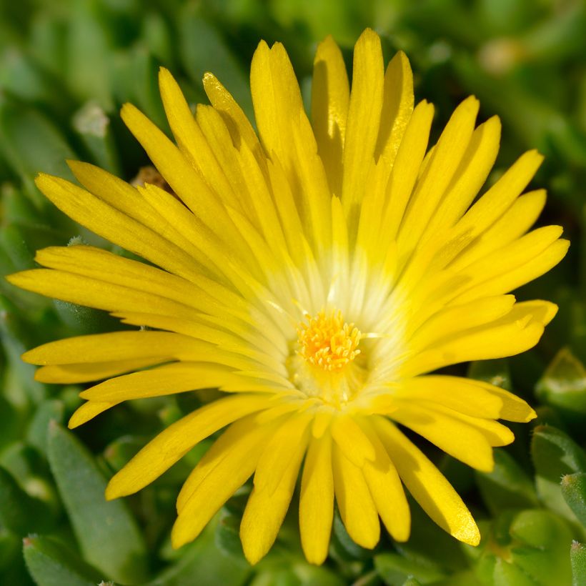 Delosperma deschampsii (Fioritura)