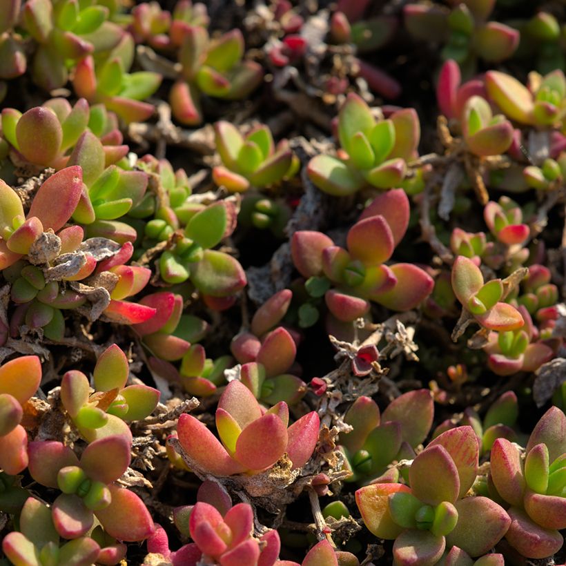 Delosperma lineare (Fogliame)