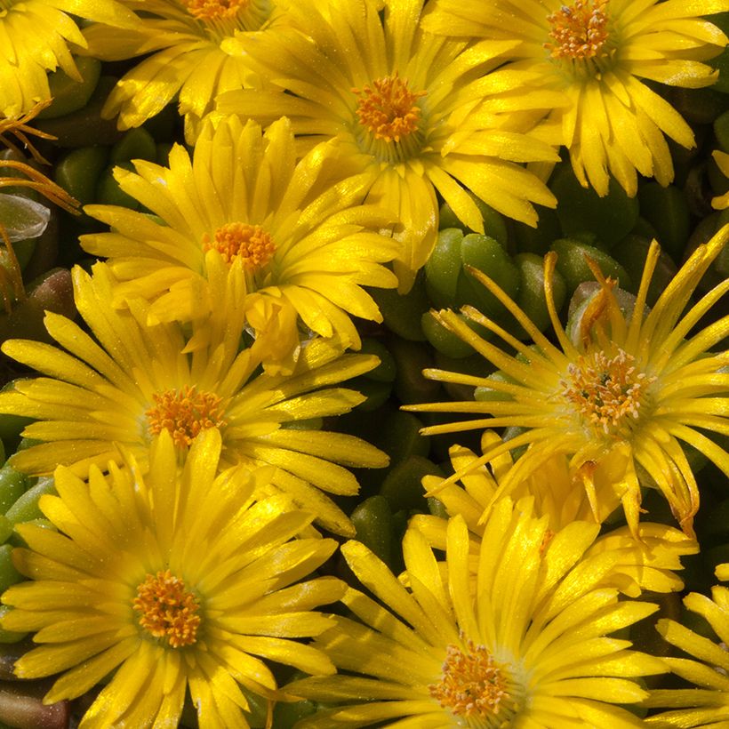 Delosperma lineare (Fioritura)