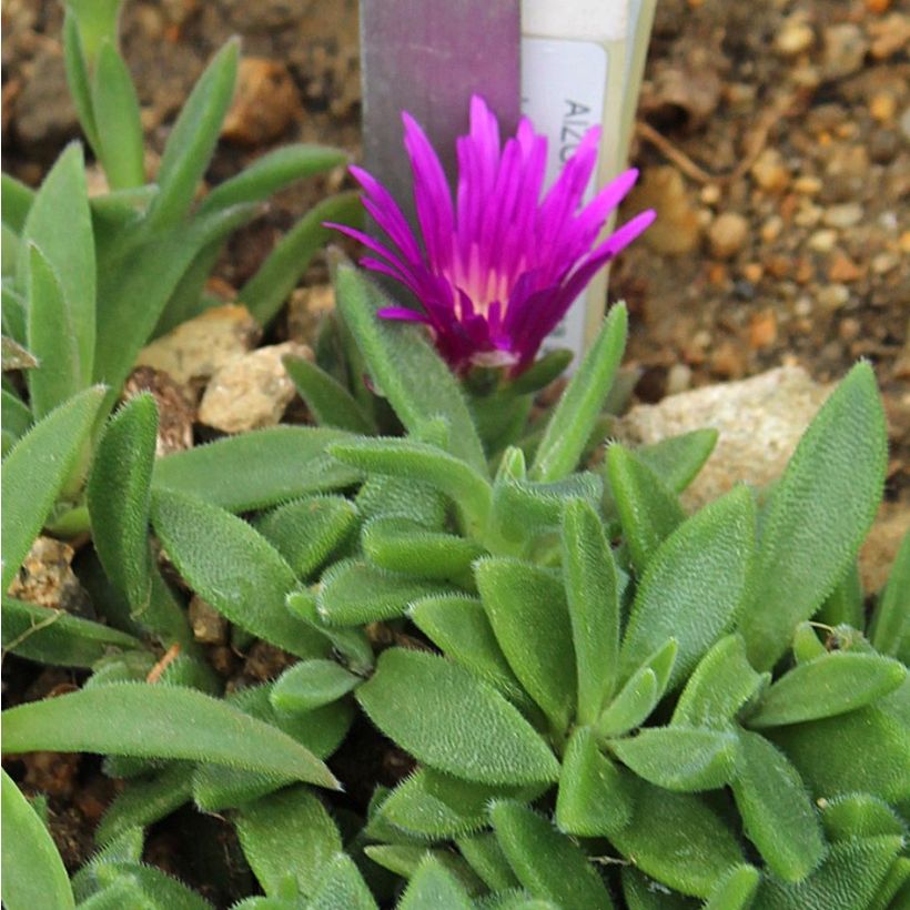 Delosperma sutherlandii (Fogliame)