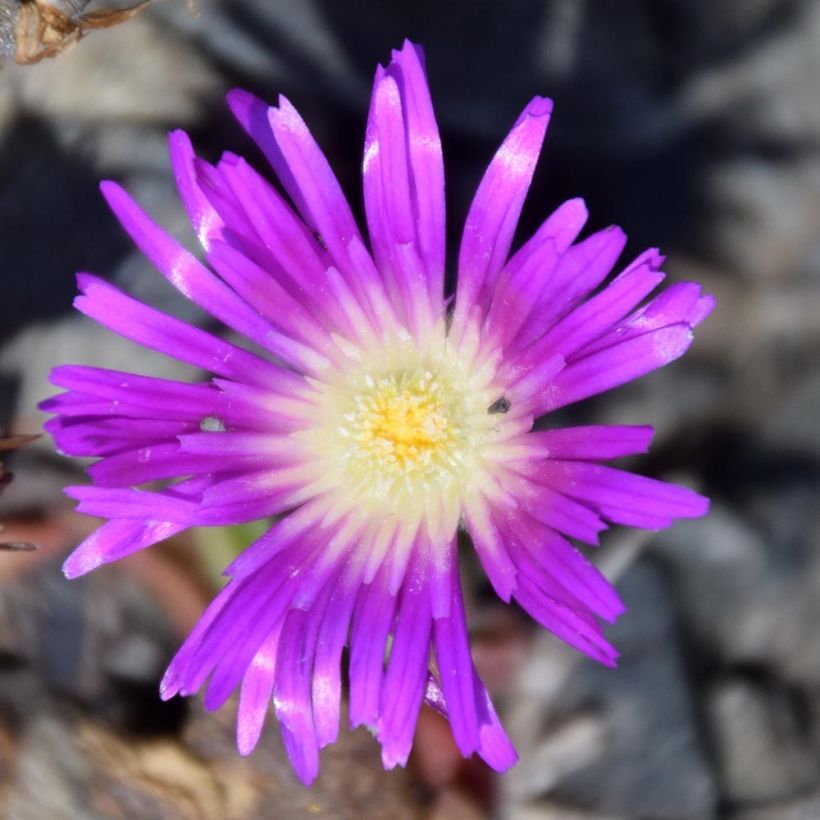 Delosperma sutherlandii (Fioritura)