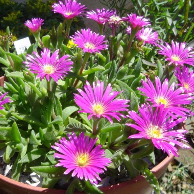 Delosperma sutherlandii (Porto)