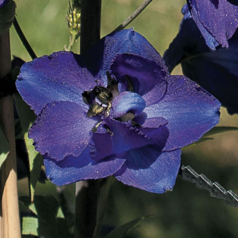 Delphinium Pacific-hybrid Black Knight - Speronella (Fioritura)