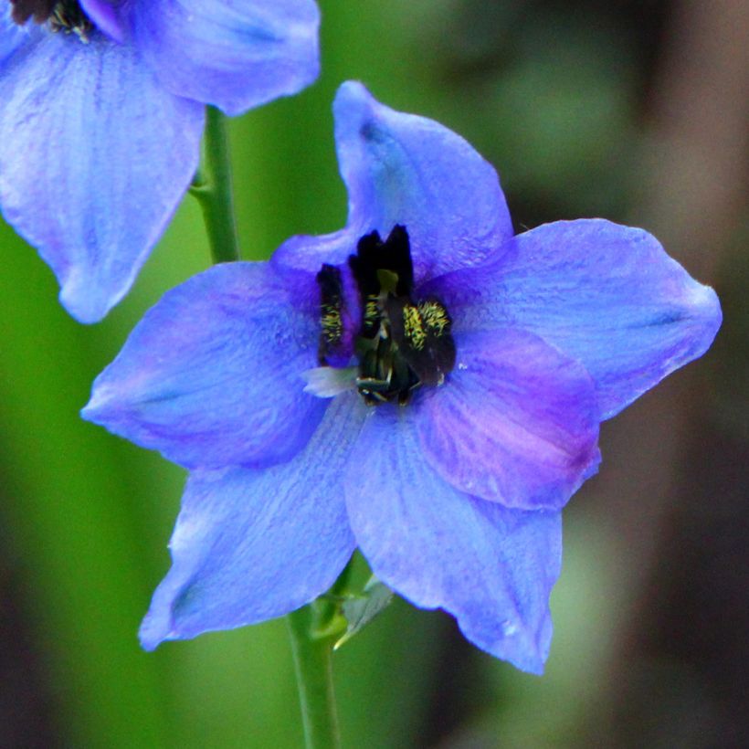 Delphinium Pacific-hybrid Blauwal - Speronella (Fioritura)