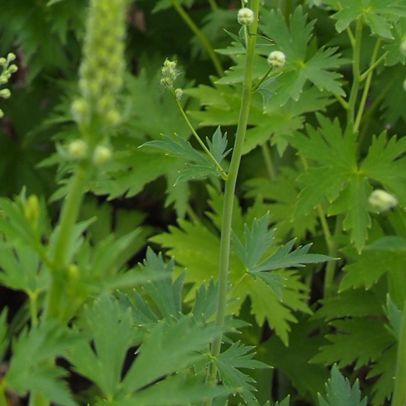 Delphinium Pacific-hybrid Blue Jay - Speronella (Fogliame)