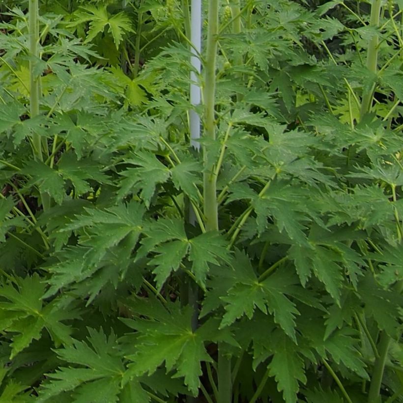 Delphinium Pacific-hybrid Blue Lace - Speronella (Fogliame)