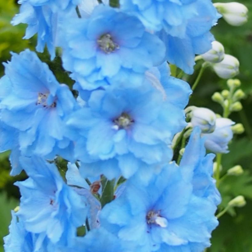 Delphinium Pacific-hybrid Blue Lace - Speronella (Fioritura)