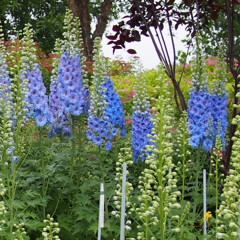 Delphinium Pacific-hybrid Blue Lace - Speronella (Porto)