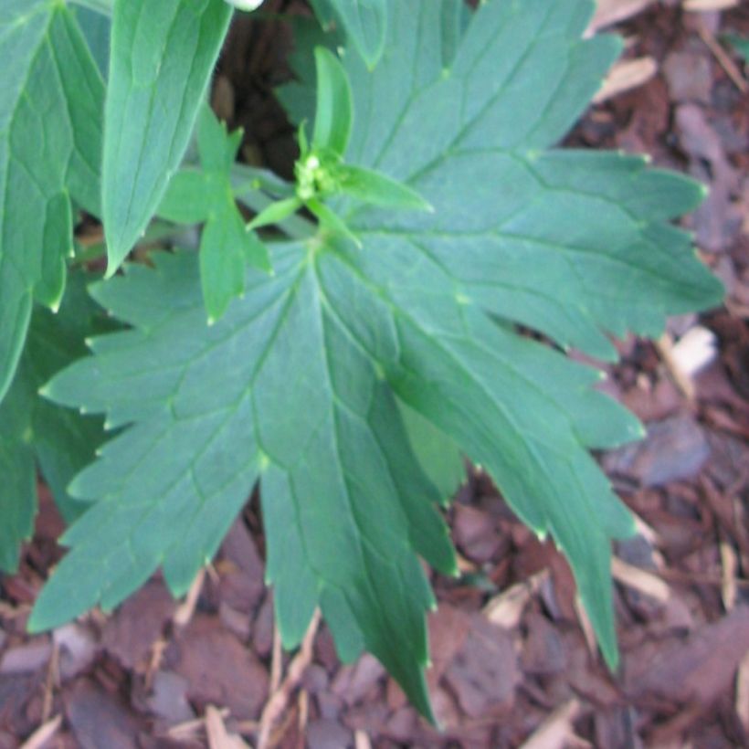 Delphinium Pacific-hybrid Blue Triumphator - Speronella (Fogliame)