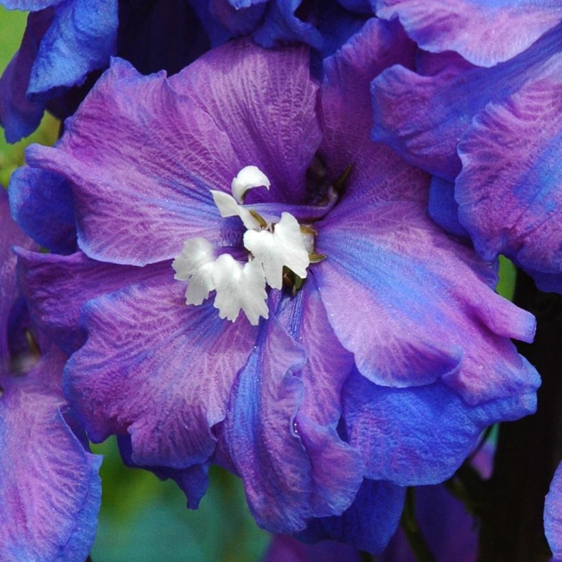 Delphinium Pacific-hybrid Blue Triumphator - Speronella (Fioritura)