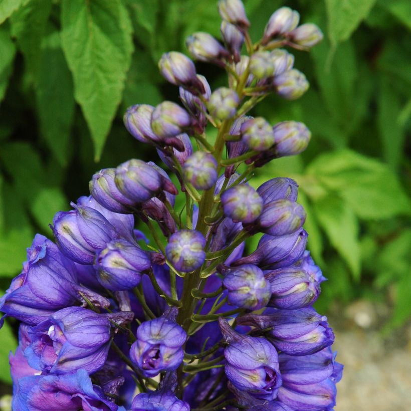 Delphinium Pacific-hybrid Blue Triumphator - Speronella (Porto)