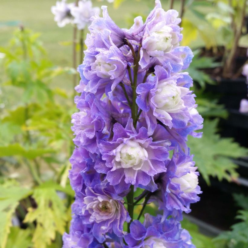 Delphinium elatum Highlander Bolero - Speronella elevata (Fioritura)