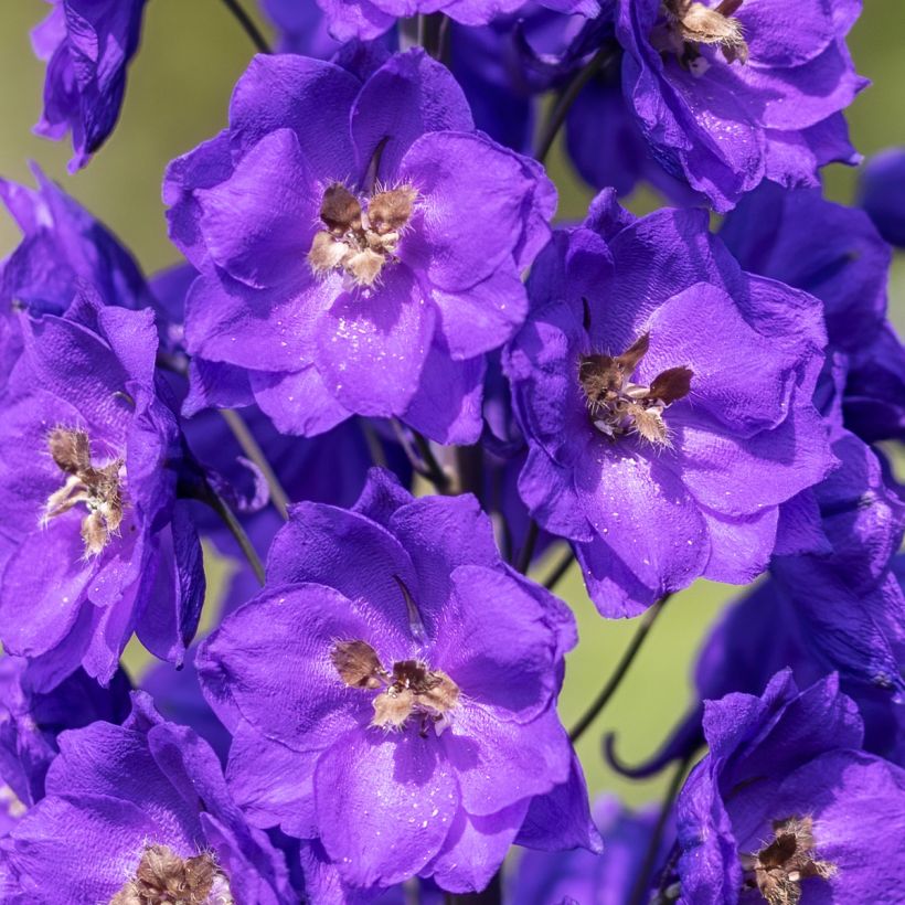 Delphinium Pacific-hybrid Bruce - Speronella (Fioritura)