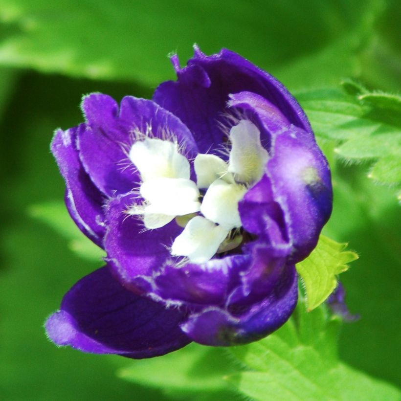 Delphinium Pacific-hybrid Christel - Speronella (Fioritura)