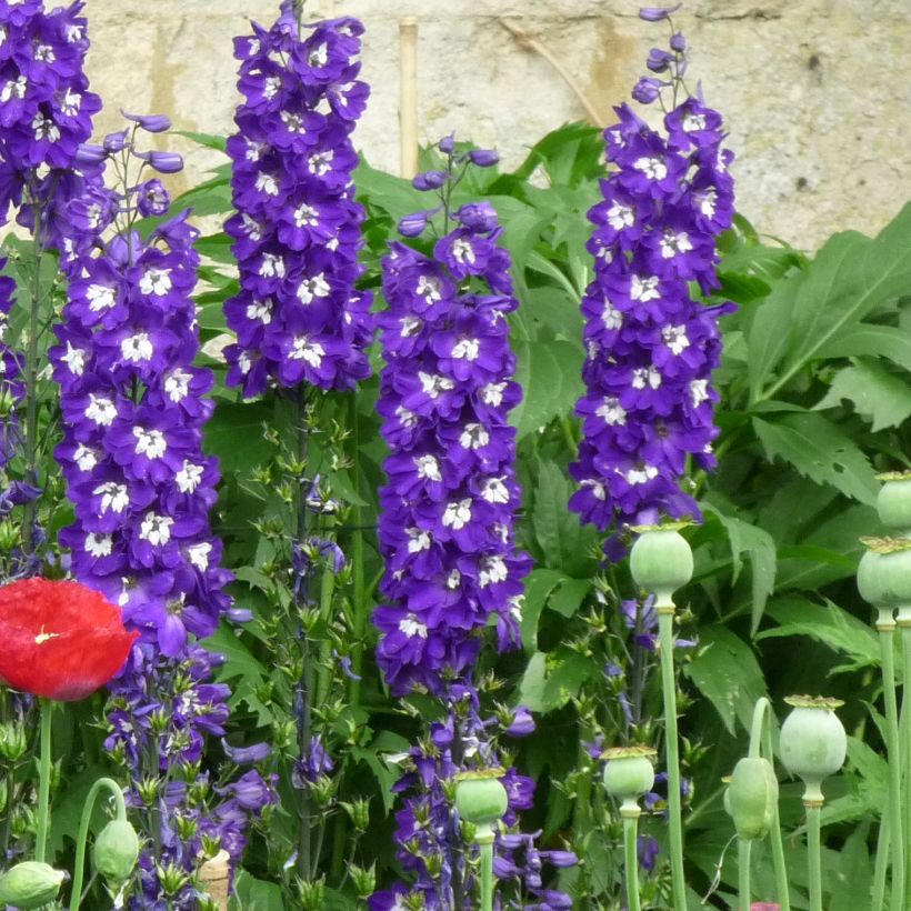 Delphinium Pacific-hybrid Christel - Speronella (Porto)