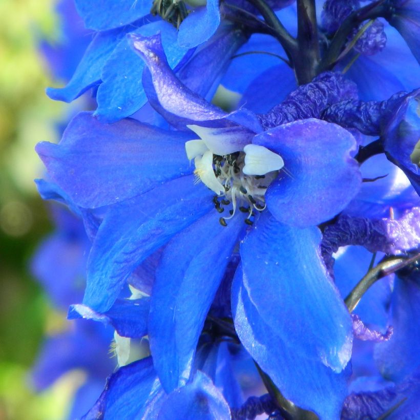 Delphinium Pacific-hybrid Cristella - Speronella (Fioritura)