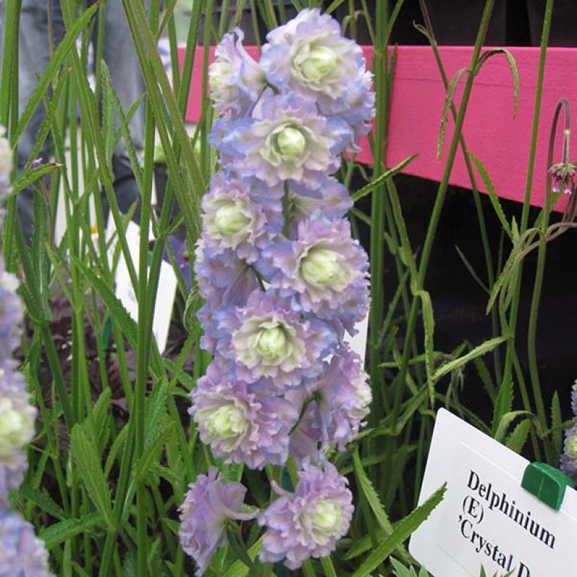 Delphinium Pacific-hybrid Crystal Delight - Speronella (Fioritura)