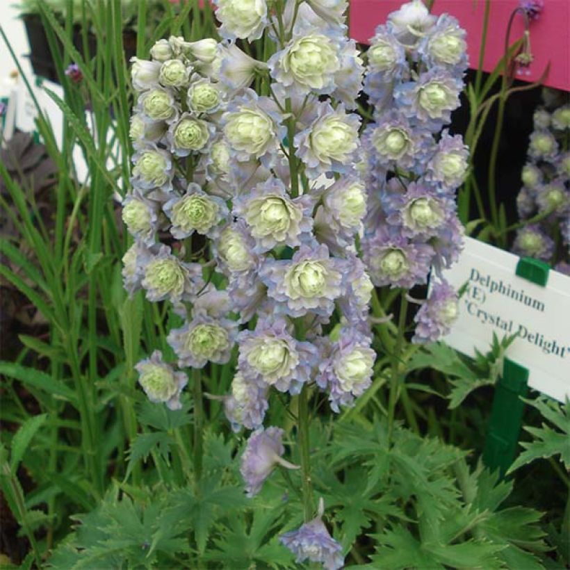 Delphinium Pacific-hybrid Crystal Delight - Speronella (Porto)