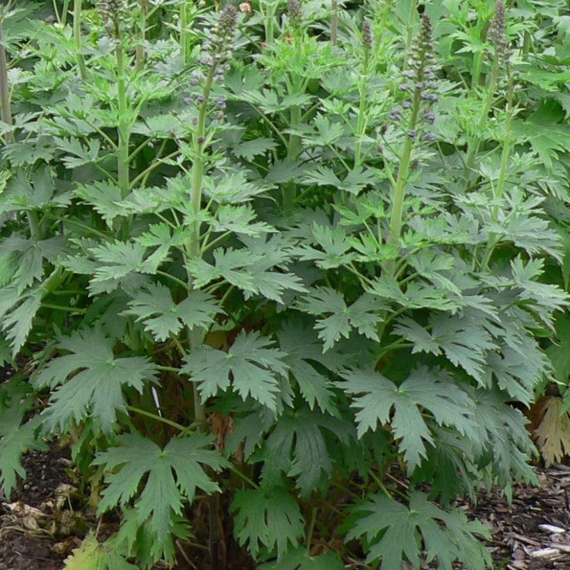 Delphinium Pacific-hybrid Dusky Maiden - Speronella (Fogliame)