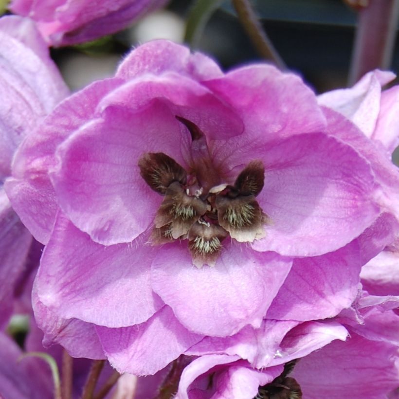 Delphinium Pacific-hybrid Dusky Maiden - Speronella (Fioritura)