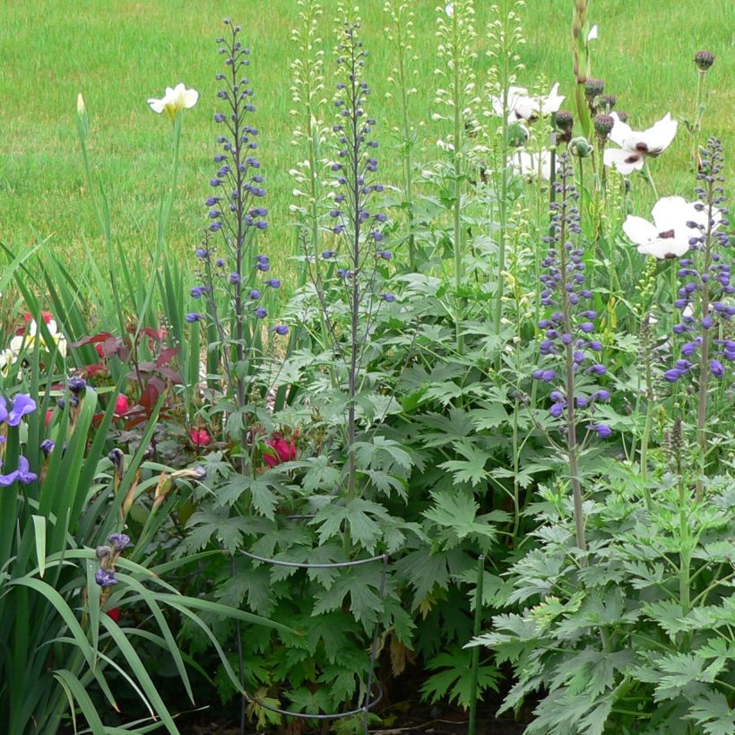 Delphinium Pacific-hybrid Dusky Maiden - Speronella (Porto)