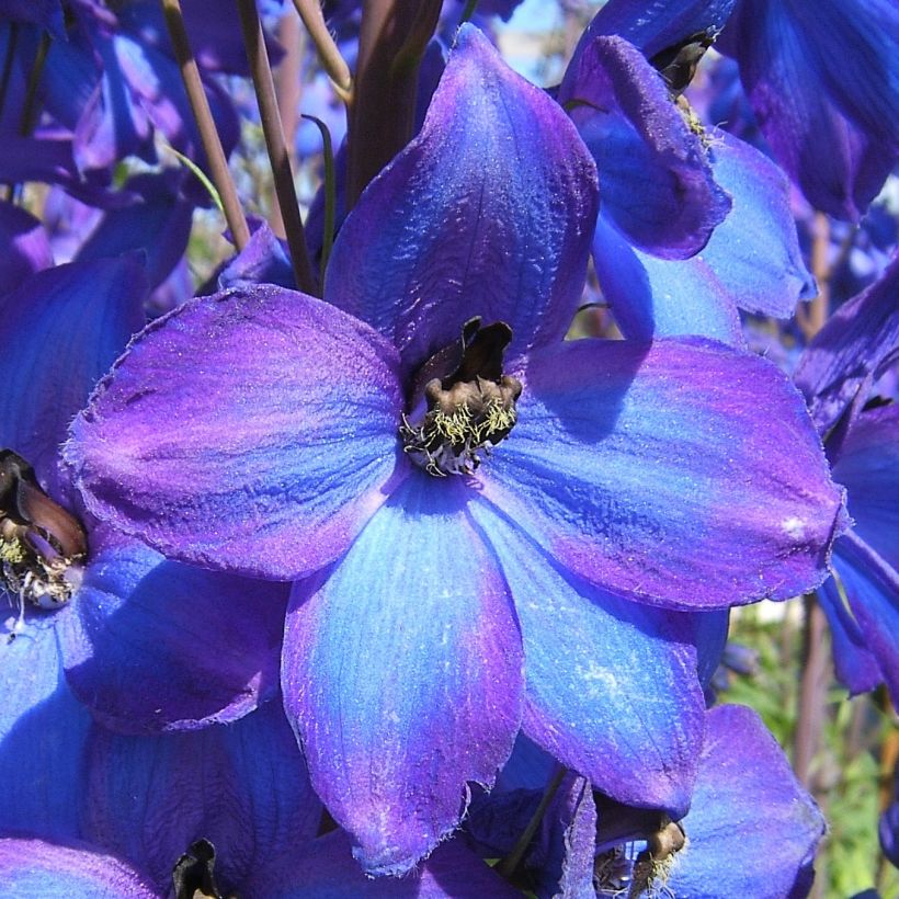 Delphinium Pacific-hybrid Delphinium F.W. Smith - Speronella (Fioritura)