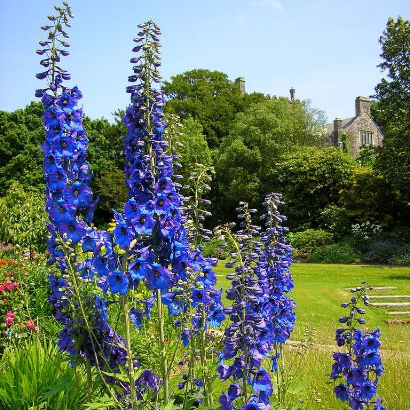 Delphinium Finsteraarhorn - Speronella (Porto)