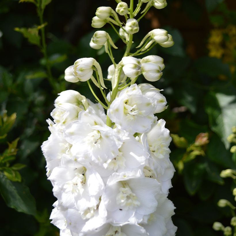 Delphinium Guardian White - Speronella (Fioritura)