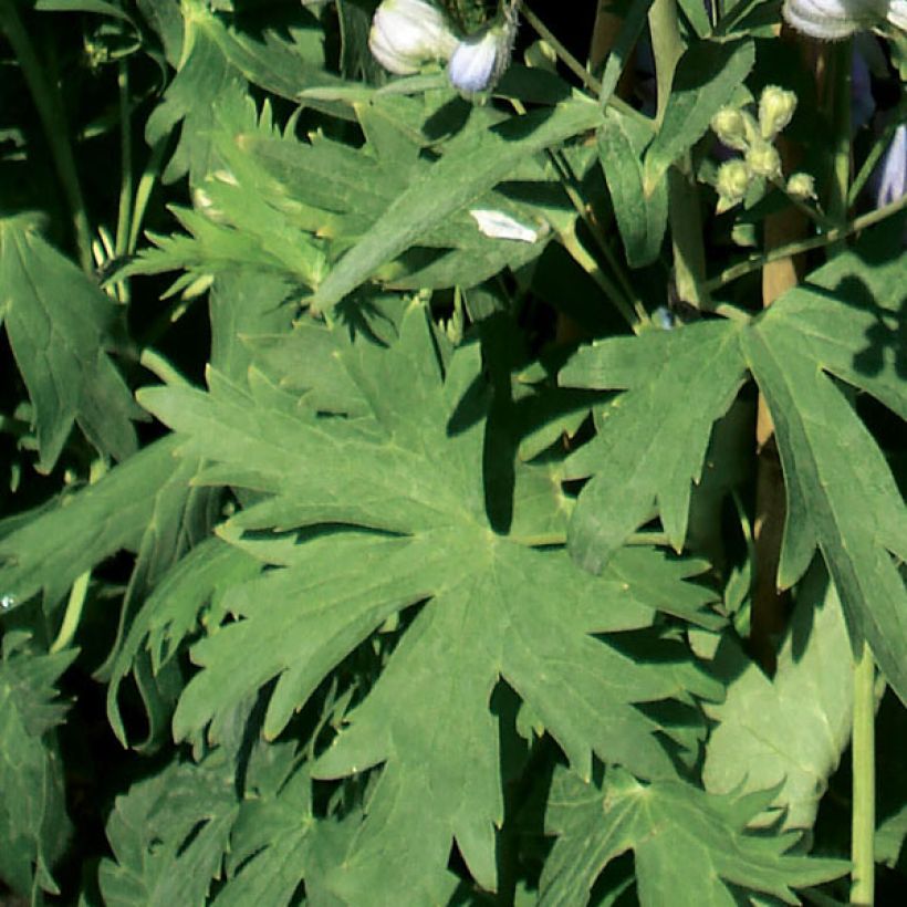 Delphinium Pacific-hybrid Guinevere - Speronella (Fogliame)