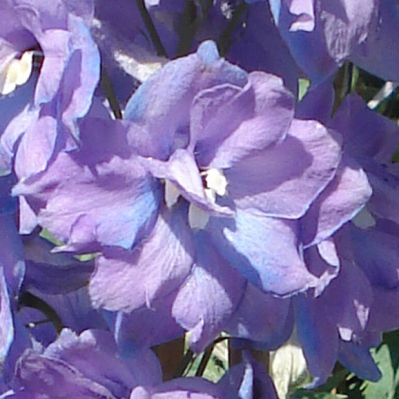 Delphinium Pacific-hybrid Guinevere - Speronella (Fioritura)