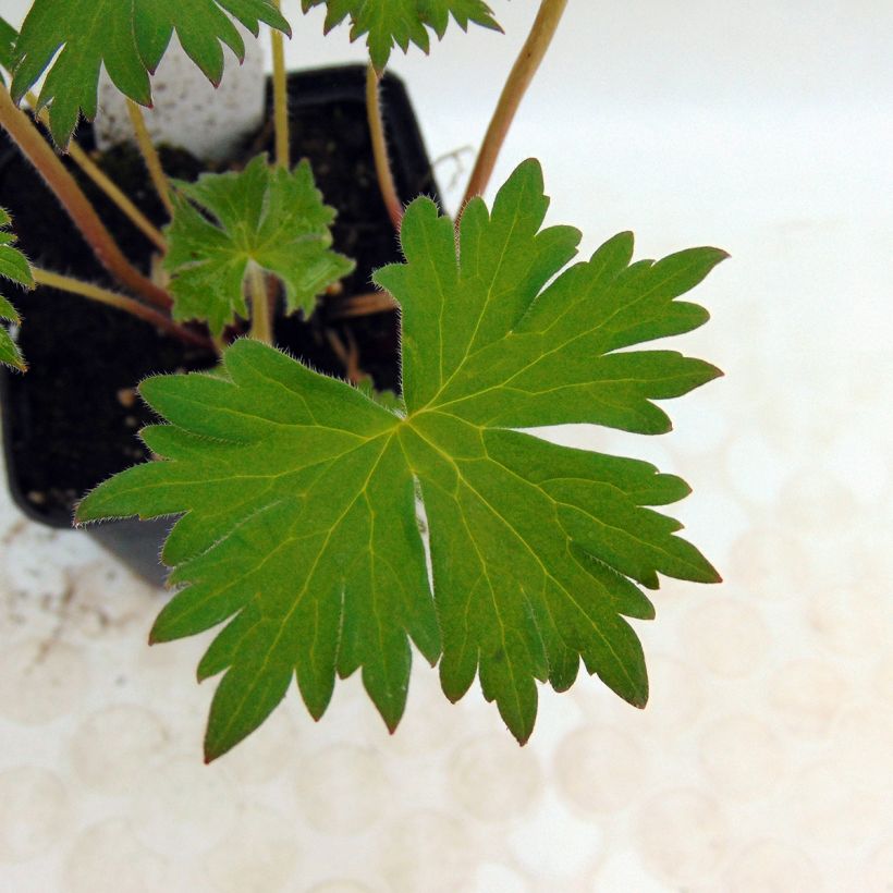 Delphinium elatum Highlander Flamenco - Speronella elevata (Fogliame)