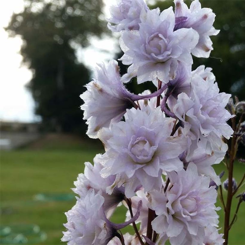 Delphinium elatum Highlander Cha Cha - Speronella elevata (Fioritura)