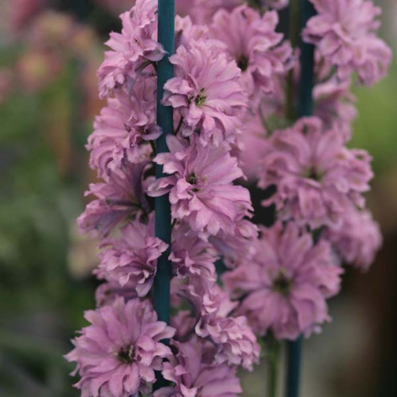 Delphinium elatum Highlander Flamenco - Speronella elevata (Fioritura)