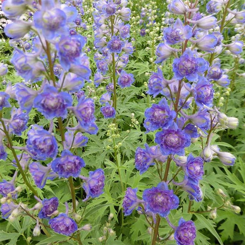 Delphinium elatum Highlander Sweet Sensation - Speronella elevata (Fioritura)