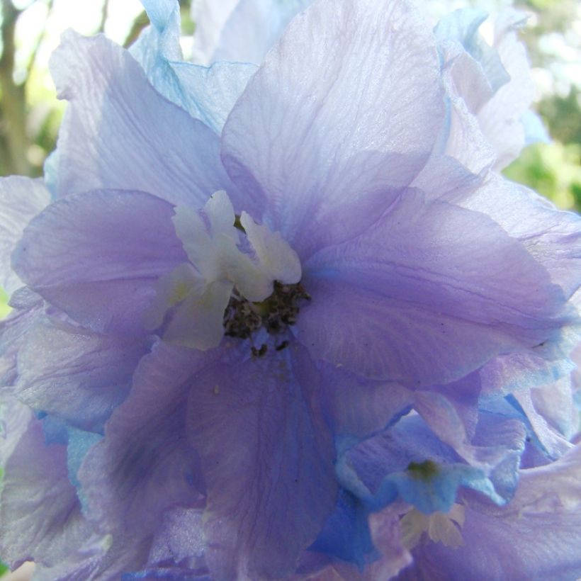 Delphinium Pacific-hybrid Misty Mauves - Speronella (Fioritura)