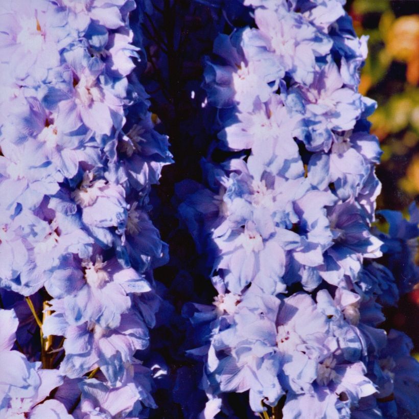 Delphinium Pacific-hybrid Misty Mauves - Speronella (Porto)