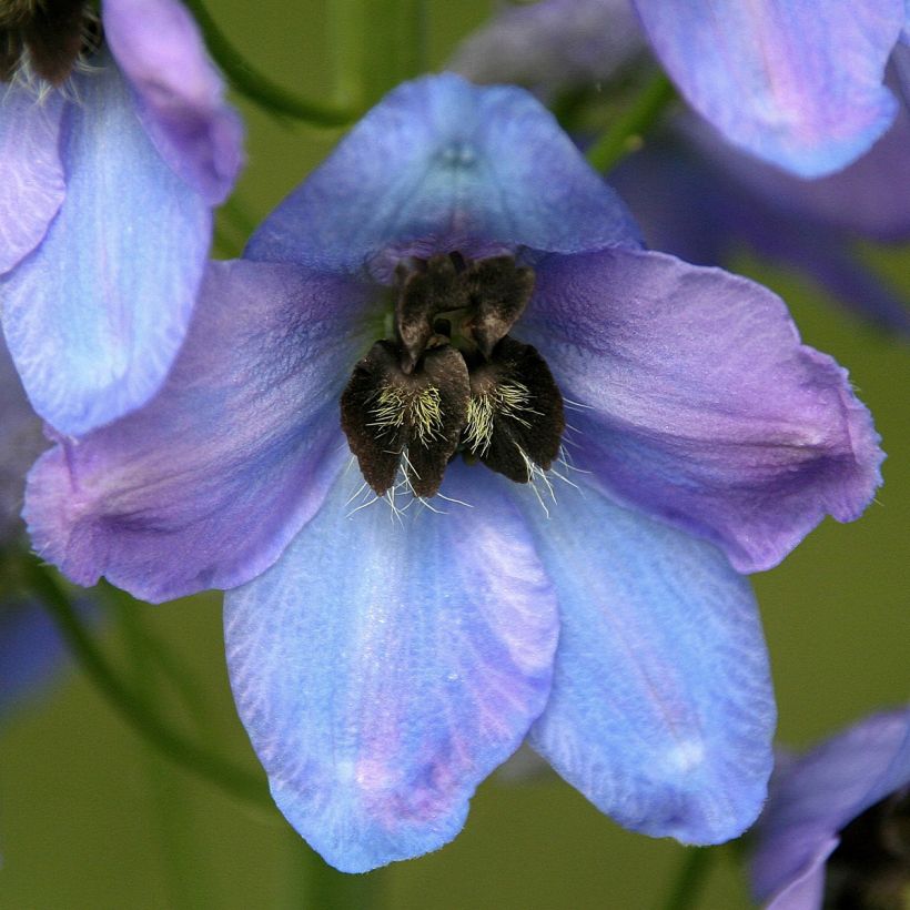 Delphinium Pacific-hybrid Mrs Newton Lees - Speronella (Fioritura)