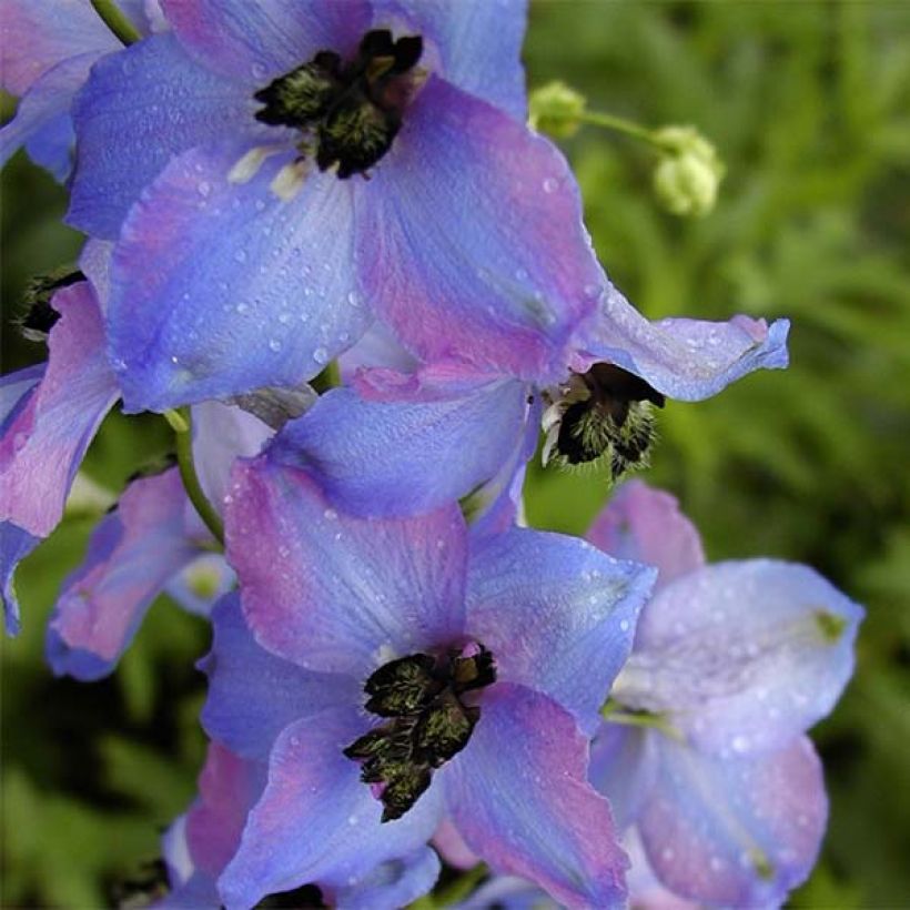 Delphinium Pacific-hybrid Ouvertüre - Speronella (Fioritura)