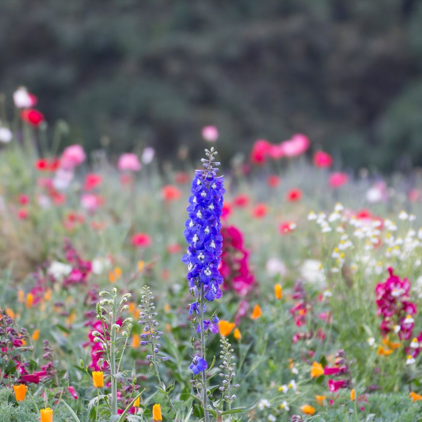 Delphinium Pacific-hybrid Blue Biird - Speronella (Porto)