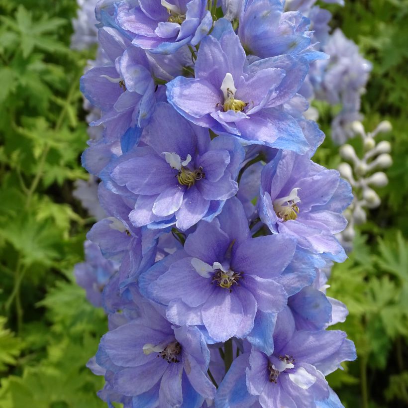 Delphinium Pacific-hybrid Cameliard - Speronella (Fioritura)